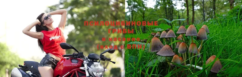 где можно купить   Кириши  МЕГА как войти  Галлюциногенные грибы Psilocybe 